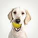 BINGPET Squeaky Balls for Dogs 3 Pack Rubber Dog Chew Toys