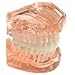 AZDENT Dental Study Teaching Teeth Model Adult Typodont Model Removable Tooth(Color Orange)