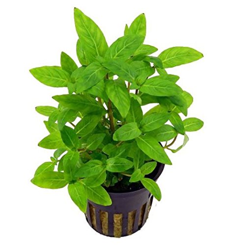 Staurogyne Repens Live Aquatic Water Carpet Potted Aquarium Plants Freshwater Fish Tank Decoration by Greenpro