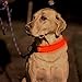BSeen LED Dog Collar, USB Rechargeable Light Up Safety Pet Collar with 3 Glowing Modes & 3 Reflective Strings, Adjustable Soft Nylon Webbing, Great for Small Medium Large Dogs (Medium, Bright Orange)