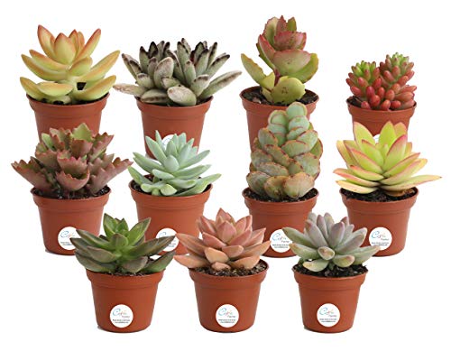 Costa Farms Unique Succulents Indoor Plants 11-Pack, Grower's Choice, 2-Inch Round,
