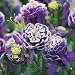25+ Aquilegia Caerulea Vulgaris Crista Barlow Columbine Flower Seeds / Perennial