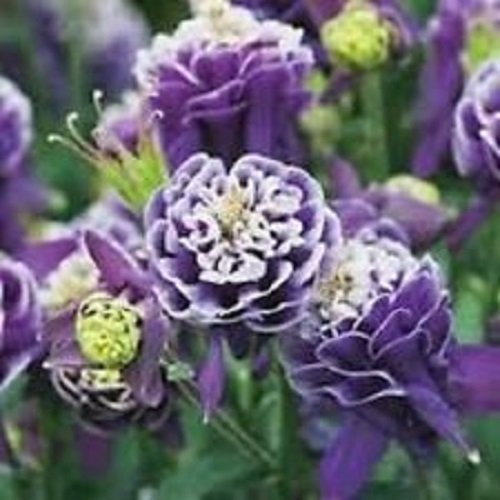 25+ Aquilegia Caerulea Vulgaris Crista Barlow Columbine Flower Seeds / Perennial 25+ Aquilegia Caerulea Vulgaris Crista Barlow Columbine Flower Seeds / Perennial
