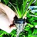 Giant Jungle Val | Vallisneria Gigantea Potted Tall Background Live Aquarium Plants Decoration Tropical Freshwater Fish Tank by Greenpro