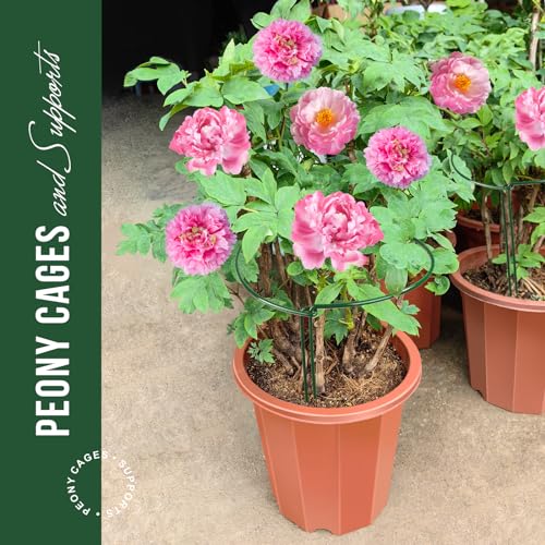LEOBRO Plant Support Plant Stakes, 6pcs Peony Cages and Supports, Metal Garden Stakes Plant Supports, Plant Support Stakes, for Peony, Tomato, Hydrangea, Indoor Outdoor Plants, 10" W x 15.8" H