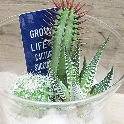 Amazon Co Jp ミニサボテン ガラスポット B 8s57 F9 H11cm 観葉植物 多肉植物 小さい グリーン サボテン植え込み 鉢 ガラス プランター 簡単 おしゃれ かわいい キレイ サンゴ砂 西海岸風 インテリア アメリカン雑貨 ホーム キッチン
