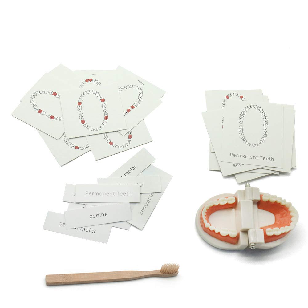 MEROCO Montessori Practical Life Brushing Teeth Model and Cards Montessori Homeschool Learning Preschool Toys for Toddlers