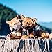 Nature Gnaws Large Bully Sticks for Dogs 5-6