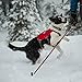 RUFFWEAR - Web Master Pro Dog Harness, Search and Rescue, Service Dogs, Snowboarding, Skiing, Everyday Wear, Red Currant, Large/X-Large