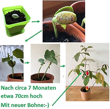 10st Magische Bohnen Mit Deutscher Botschaft Symbol Mini Indoor Planting Pflanzen Zauberbohnen Bohnengewachs Gastgeschenk Geschenk Fur Freund Freundin Mama Papa Innengewachs 10x Beste Freunde Amazon De Garten