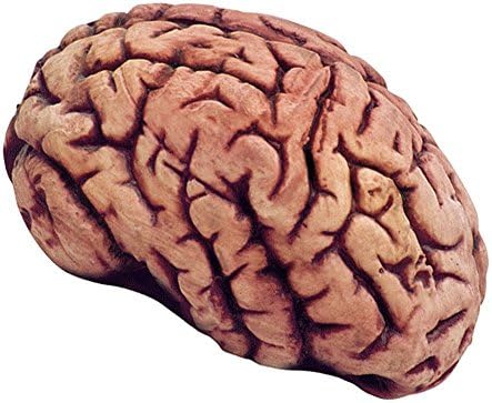 Simulated Body Parts Brain (1/pkg) pkg/1