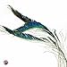 Peacock Sword Feather (10 Per Pack)