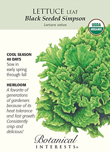 Organic Black Seeded Simpson Lettuce Seeds - 1 gram Organic Black Seeded Simpson Lettuce Seeds - 1 gram