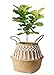 Mkono Seagrass Plant Basket Indoor Planter Decorative Flower Pot Cover Up to 12 Inch Pot, 1 Pack, Large