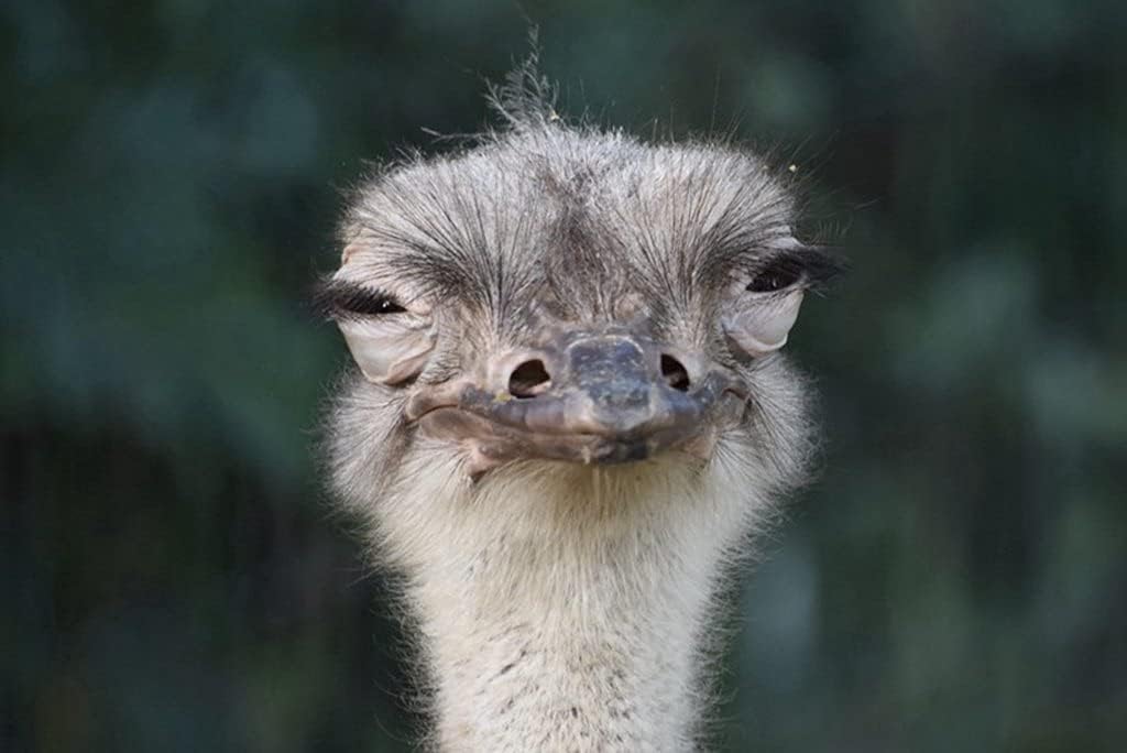 Amazon Co Jp 特大 ポスター ダチョウ鳥くちばしおかしい斜視 壁紙ウォールステッカーポスター 594x4mm Generic