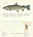 Trout of North America Wall Calendar 2020