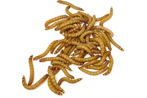Surmen Legacy 3000 Count Live Mealworms (3/4-1 Inches) - Gut-Loaded - 2 Day Shipping (FedEx 2Day)