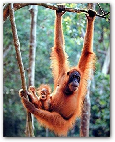 Amazon Co Jp オランウータンと赤ちゃんが揺れる猿 子供部屋 保育園 壁装飾 アートプリントポスター 16x ホーム キッチン