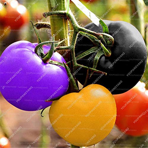 Pinkdose 500 Piezas de Tomate Arco Iris Bonsai Plantas de Tomate ...