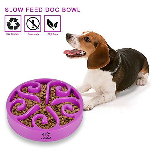 greedy dog feeding bowls