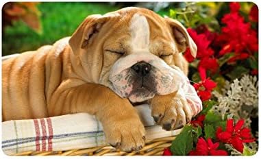 Lovely Bulldog Puppy Dogs Sleeping Durable Home Indoor/Outdoor Floor Mat Doormats 30 x 18 inches(Large)