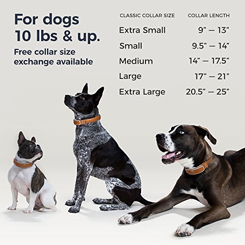 Link AKC Smart Dog Collar - GPS Location Tracker, Activity Monitor, and More, Leather Extra Small (KITTN05)