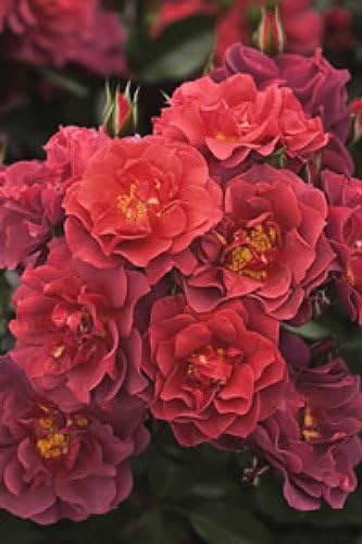 Cinco de Mayo Rose - Mysterious Color Blending - 4" Pot
