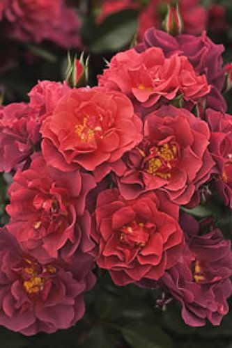 Cinco de Mayo Rose - Mysterious Color Blending - 4" Pot