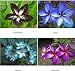 "MIXED 4 CUTTING" FRAGRANT PLUMERIA'S CUTTING WITH ROOTED 7-12 INCHES REGISTERED TRACK ONLINE 100%GUARANTEE SATISFICATION AND