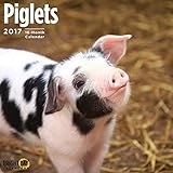 Piglets 2017 16 Month Wall Calendar 12 x 12 inches Bright Day Calendars Publishing