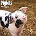 Piglets 2017 16 Month Wall Calendar 12 x 12 inches Bright Day Calendars Publishing