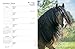 Gypsy Vanner Horse 2018 Calendar