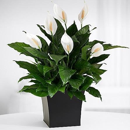 The Secret Garden - Theshopstation Online Fresh Flowers Plants - Wedding Flowers - Birthday Flowers - Send Flowers - Flower Arrangements - Floral Arrangements - Plants Bouquets