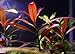 Ludwigia Peruensis Diamond Red Star Ludwigia Bundle Freshwater Live Aquarium Plant Fish Tank Decoration 3 Days Live Guaranteed by Mainam