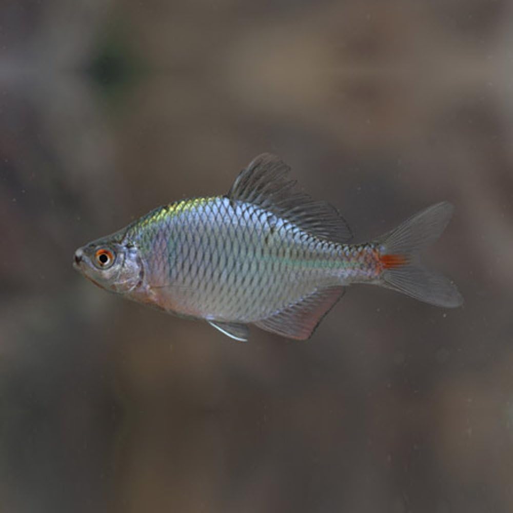 Amazon 生体 タイリクバラタナゴ ｌサイズ ３匹 4cm 6ｃｍ タナゴ 川魚 淡水魚 Emuwai Emuwai 観賞魚 水中生物 通販