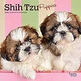 Shih Tzu Puppies 2020 7 x 7 Inch Monthly Mini Wall Calendar, Animal Small Dog Breed Puppies by