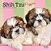 Shih Tzu Puppies 2020 7 x 7 Inch Monthly Mini Wall Calendar, Animal Small Dog Breed Puppies by