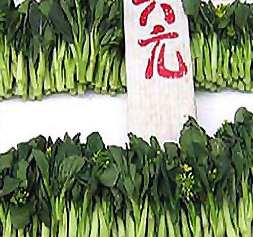 BIG PACK - (3,000) Choy Sum Brassica Vegetable Seed - TSOI SIM CHOY SIM Seeds - Non-GMO Seeds by MySeeds.Co (BIG PACK - Choy Sum)