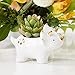 Kate Aspen Dinosaur Ceramic Planter, One Size, White