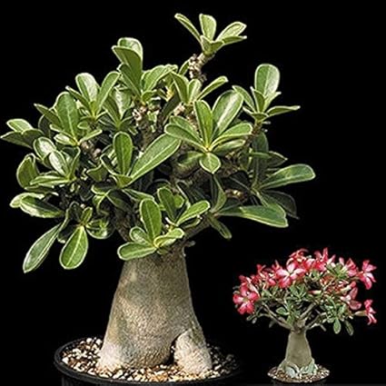 Amazon 国華園 種 花たね アデニウム ムルチフローラム 1袋 10粒 21年春商品 花