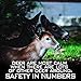 Outdoor Hunting Lab Synthetic Calming Lure for Deer Hunting | 2 oz | 2 Bottle | Whitetail Deer and Buck Scent Attractant