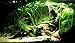 Jungle Vallisneria Spiralis Rooted Easy Background Live Aquarium Plants Decorations 3 Days Live Guaranteed by Mainam