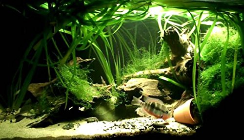 Mainam Jungle Vallisneria Spiralis Rooted Easy Background Live Aquarium Plants Decorations 3 DAYS LIVE GUARANTEED By