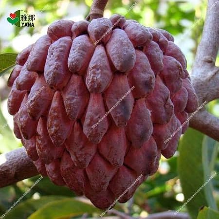 Petsdeliteâ Natillas De Manzana Y Crema Pastelera Bonsai