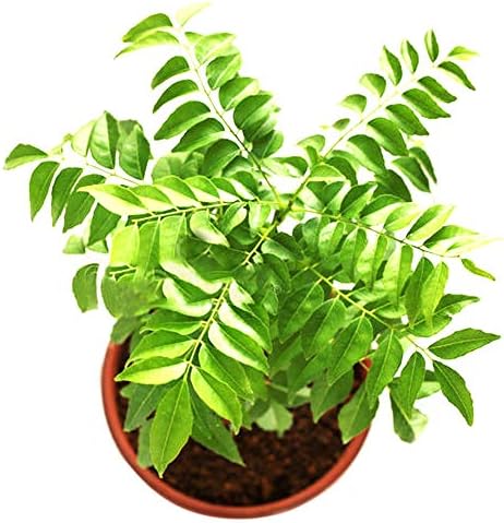 DarweirlueD 100Pcs Curry Seeds - Culinary Herb Plant Outdoor Garden Balcony Roof Decor Curry Seeds