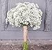 Baby's breath Gypsophila elegans 1000 seedsCut flower Fast Easy Grow CombSH