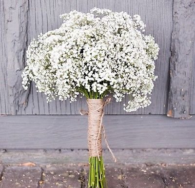 Baby's breath Gypsophila elegans 1000 seedsCut flower Fast Easy Grow CombSH Baby's breath Gypsophila elegans 1000 seedsCut flower Fast Easy Grow CombSH
