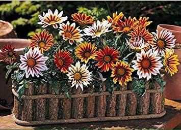 Amazon Co Jp 花の種 秋まきのための観賞用の花ガザニアミックスフラワー種子 15個のパケット による庭の植物の種子 ホーム キッチン