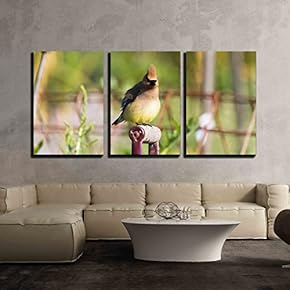 3 Piece Canvas Wall Art - Cedar Waxwing Close Up - Modern Home Art Stretched and Framed Ready to Hang - 16"x24"x3 Panels