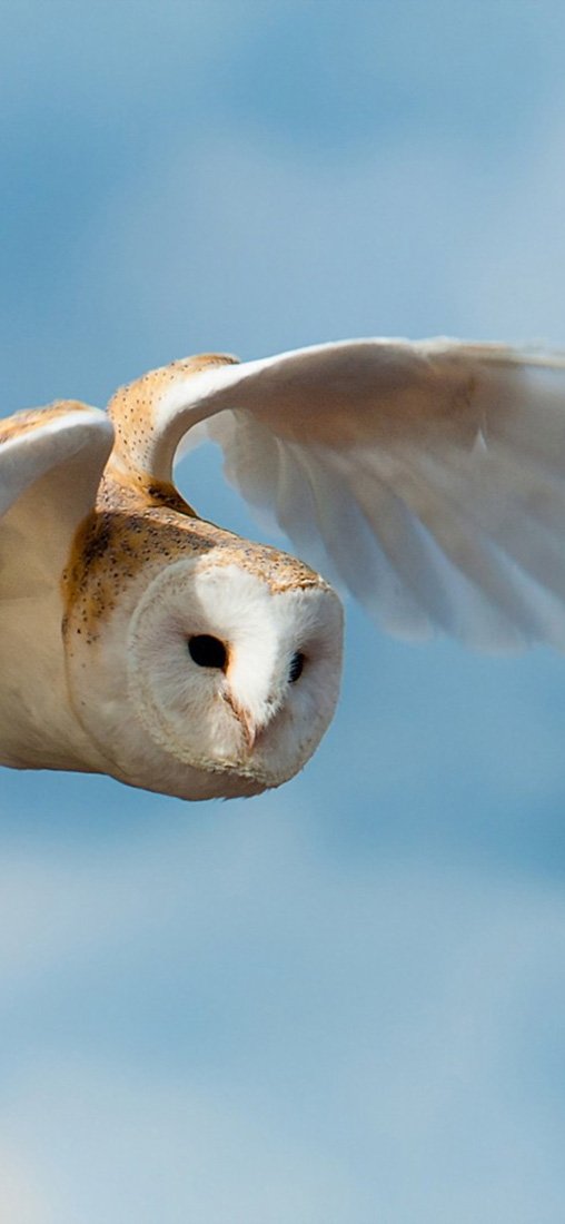 PeelitStickit Owl, Animal Wall Murals ID-069, vinyl